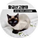 고양이미용&호텔 냥집사 | 다산 고양이 무마취 미용 호텔 : 황금산고양이 후기