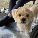 피플앤독 이미지