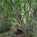 외연도둘레길 이미지