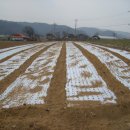 시호 재배 이미지