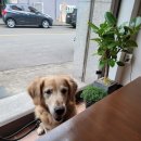 보개산장 | [3월18일] 분위기있는 고요산장, 그리고 수원펫페어 후기