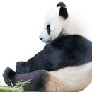 고기본능