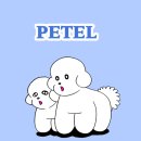 휘닉스파크관광단지 | 강원도 강아지랑 여행 평창 휘닉스파크 블루동 스카이스탠다드 페텔 예약