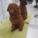 개멋지냥 이미지