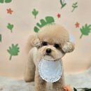 마이 펫 살롱 이미지