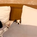 덕수니네 이미지