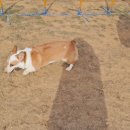 윤선생 애견훈련소 이미지