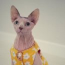 묘한호텔 이미지