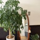 샤르베티에 | 불당동 잠봉뵈르 샌드위치 맛집 / 샤르베티에