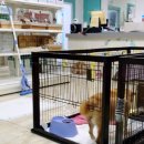 상큼하개 이미지