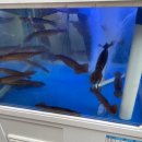 두레박산오징어 이미지