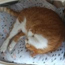 그루밍 시옷 이미지