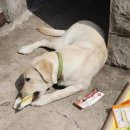 도꾸도꾸 이미지