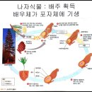 은행나무는 침엽수인가요(내용수정합니다) 이미지