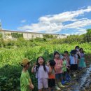 8월30일 텃밭활동-무,배추씨뿌리기👨‍🌾 이미지