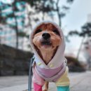 캐니스팜 이미지