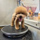 그루밍조이 이미지