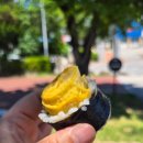 신나지 | 강릉에서 맛본 김밥의신의 김밥먹은 후기