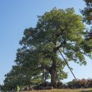 영풍 병산리 갈참나무 이미지