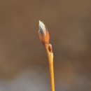 나무나무 이미지