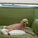 모라동물병원 이미지