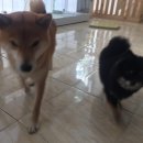 애니몰하우스 이미지