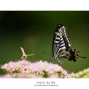 나비의꿈-호접지몽 이미지