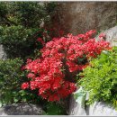 매봉산 정상 이미지