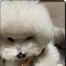 건강한 강아지 이미지