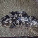 대왕자원 이미지