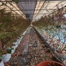 신기루농장 이미지