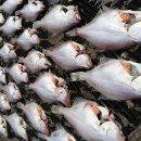 [쥬디님의 블로그]포항명품수산,반건조 가자미 맛있는 가자미구이~ 이미지