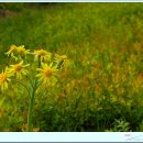 솜방망이 이미지