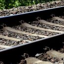 세인트루이스 애견 이미지