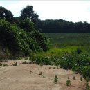 여주-0553 이미지