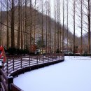 대전 장태산자연휴양림/한밭수목원 ('22.12.23) 이미지