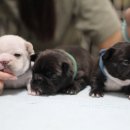 제이제이(JJ) 이미지