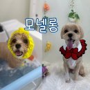모넬롱 | 유니시티 근처 창원애견미용 가위컷전문 모넬롱 가격 스파 후기
