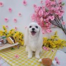 야옹아 멍멍해봐(조례호수점) 이미지