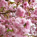 총림목장 | [전국] 전국 방방곳곳 겹벚꽃 투어! 4월 대한민국 어디로 갈까?_2023년 전국 겹벚꽃 명소 추천 리스트...