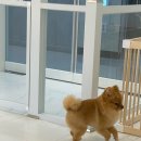 희망애견미용실 이미지