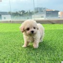 동행 애견 돌봄 센터 김포점 이미지