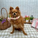 부산애견유치원 댕스하우스 이미지