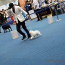 럭키켄넬 이미지