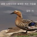 헵시바 카페