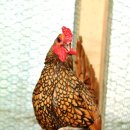 강화농장 이미지