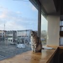 고양이미용호텔 우아캣 | 호나😽나와 명절 절친