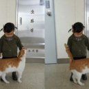 우리동네개냥이 네이버블로그