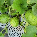 금곡가든 이미지