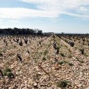 텔레그라프 이미지